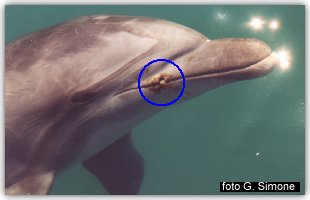 Le ferite del delfino Filippo