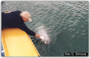 Le ferite del delfino Filippo