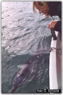 Il delfino Filippo avvicinato da una barca di diportisti