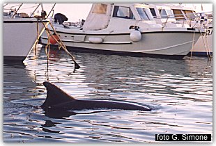 Il delfino Filippo nel porto di Manfredonia