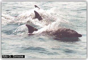 Gruppo di delfini a largo di Manfredonia